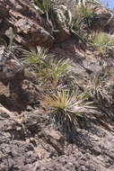 Image of Agave ortgiesiana (Baker) Trel.