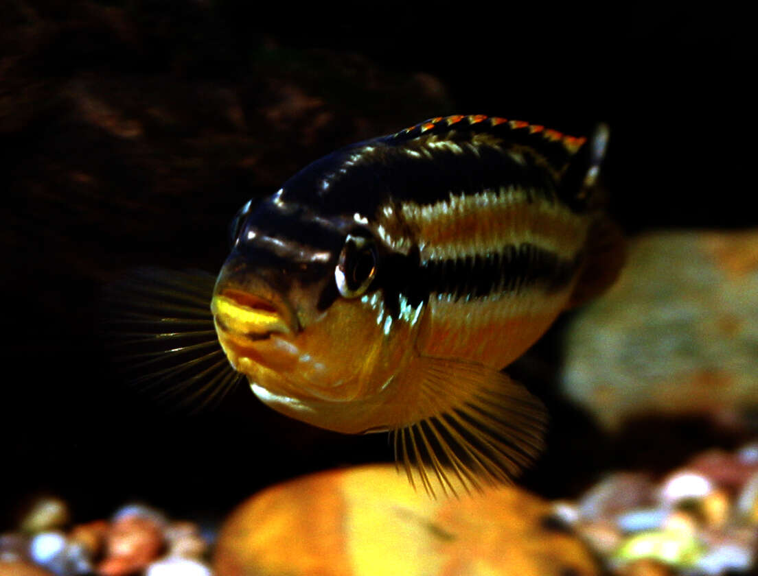 Image of Golden Mbuna