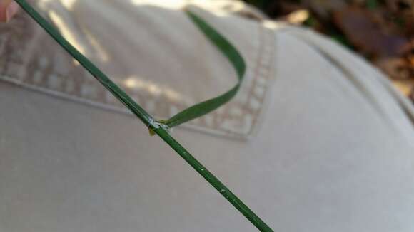 Image of Floating Manna Grass