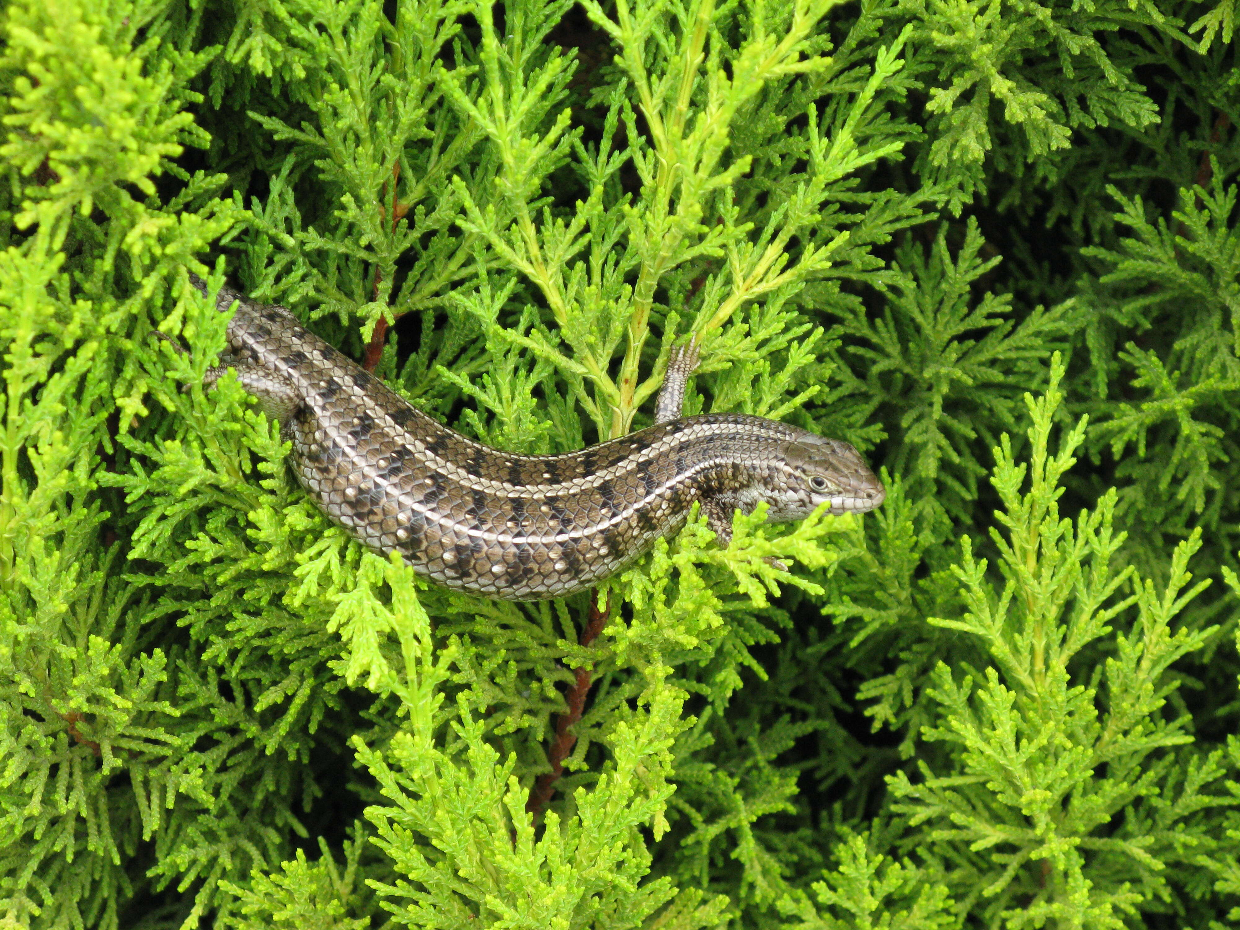 Image of Cape Skink