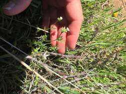 Image of purplespot gilia