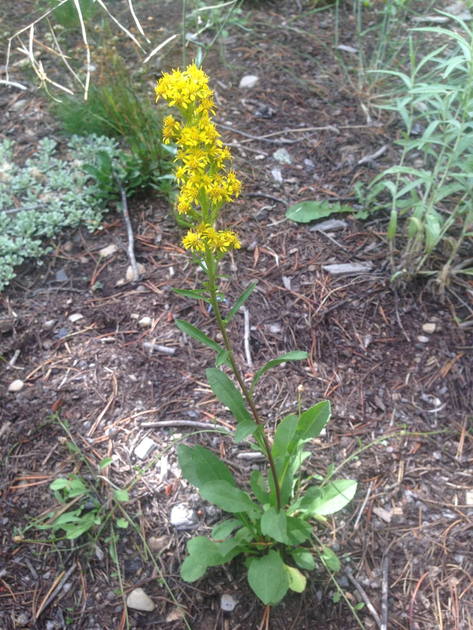 Image of Rocky Mountain goldenrod