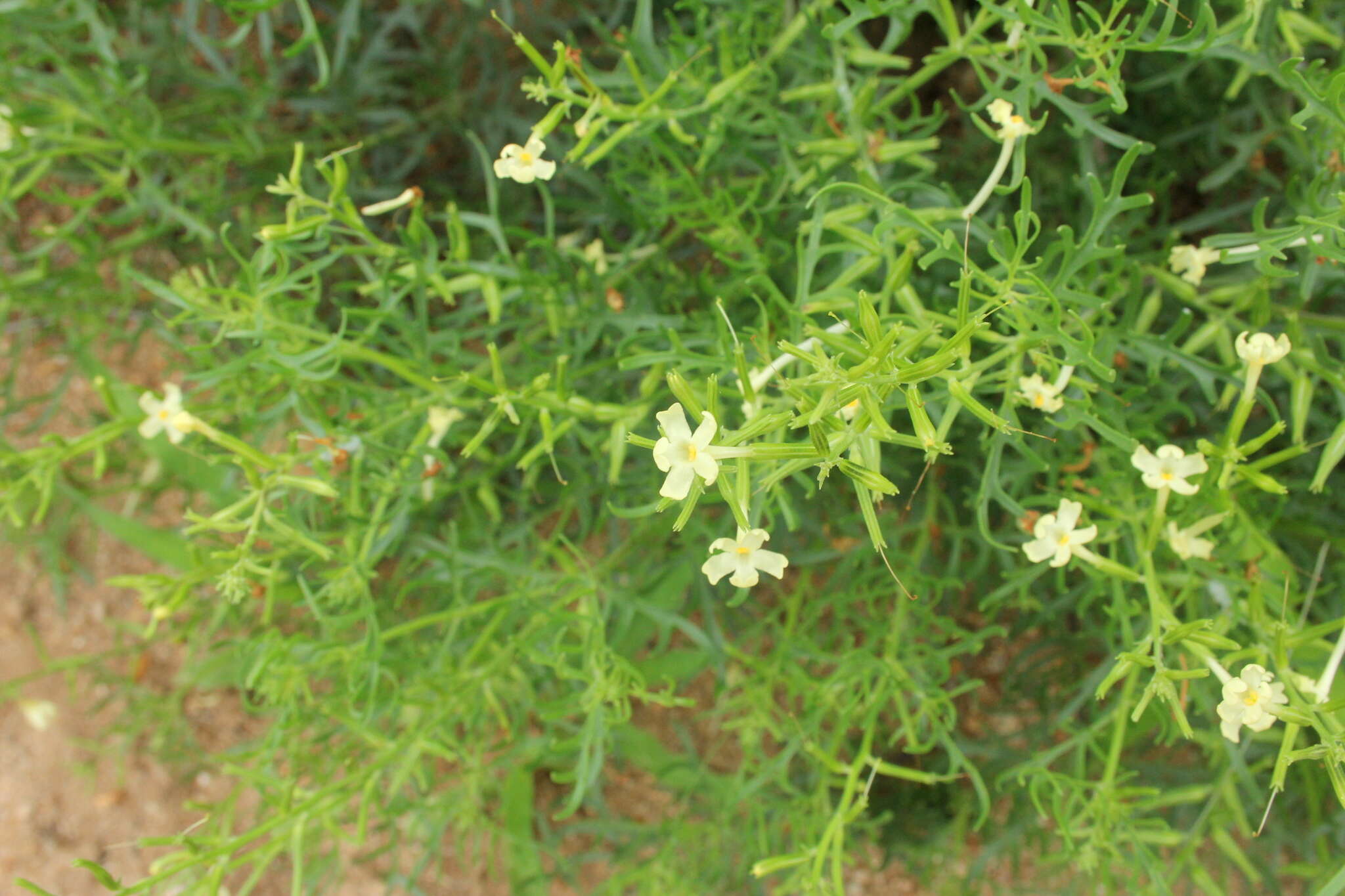 Image of Chascanum pinnatifidum (L. fil.) E. Mey.