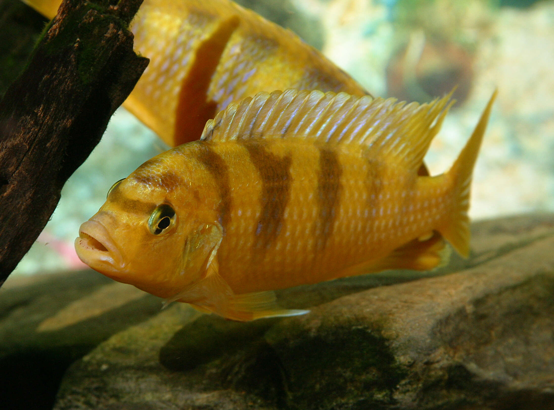 Image of Cichlid