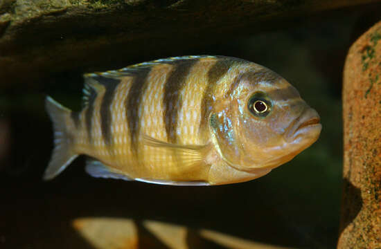 Image of Cichlid