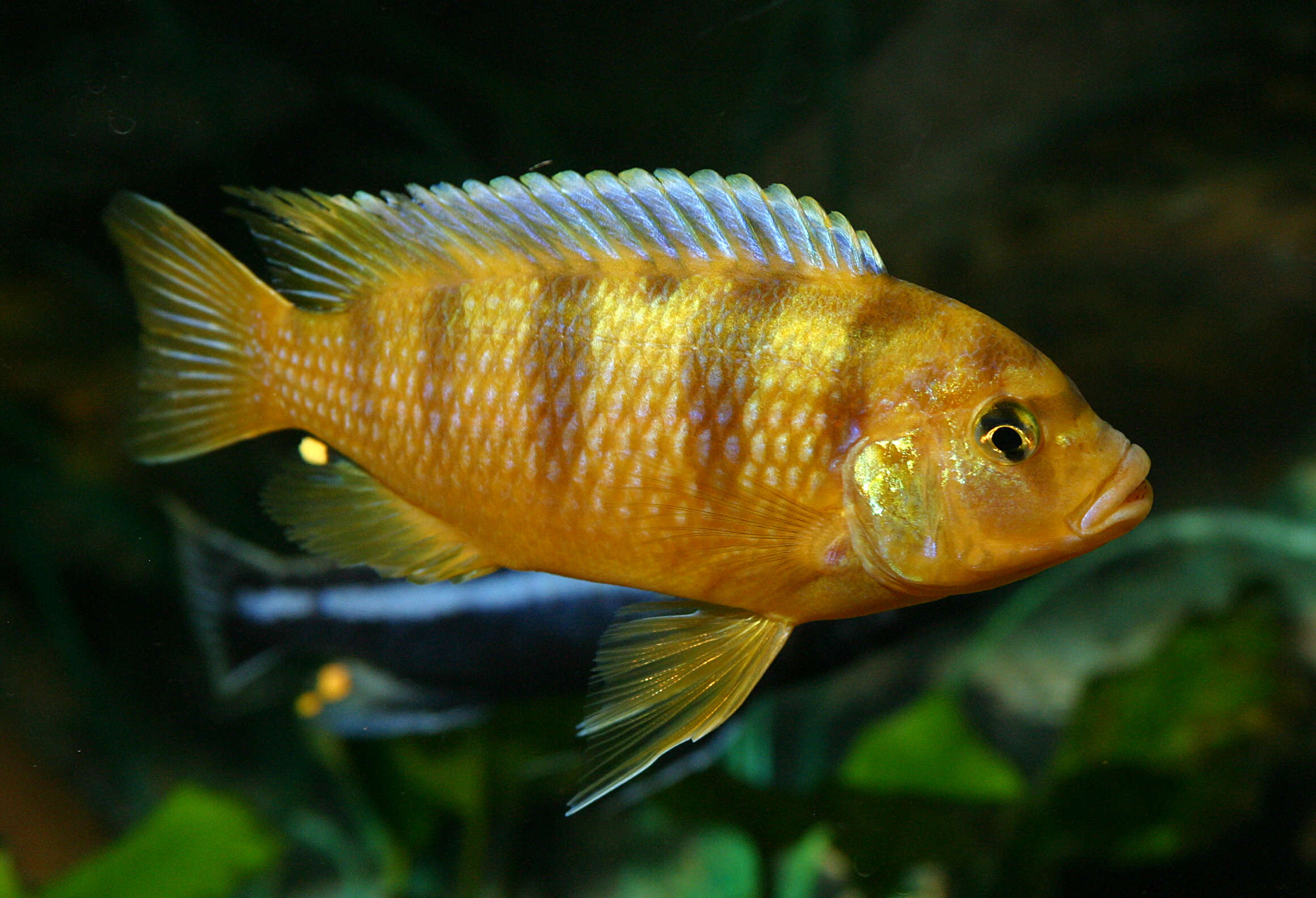 Image of Cichlid