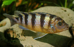 Image of Cichlid