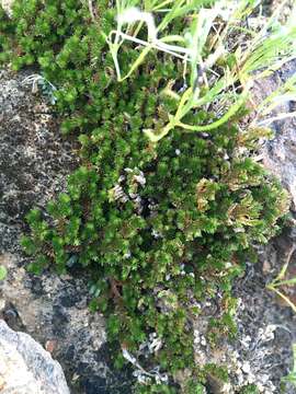 Image of desert spikemoss