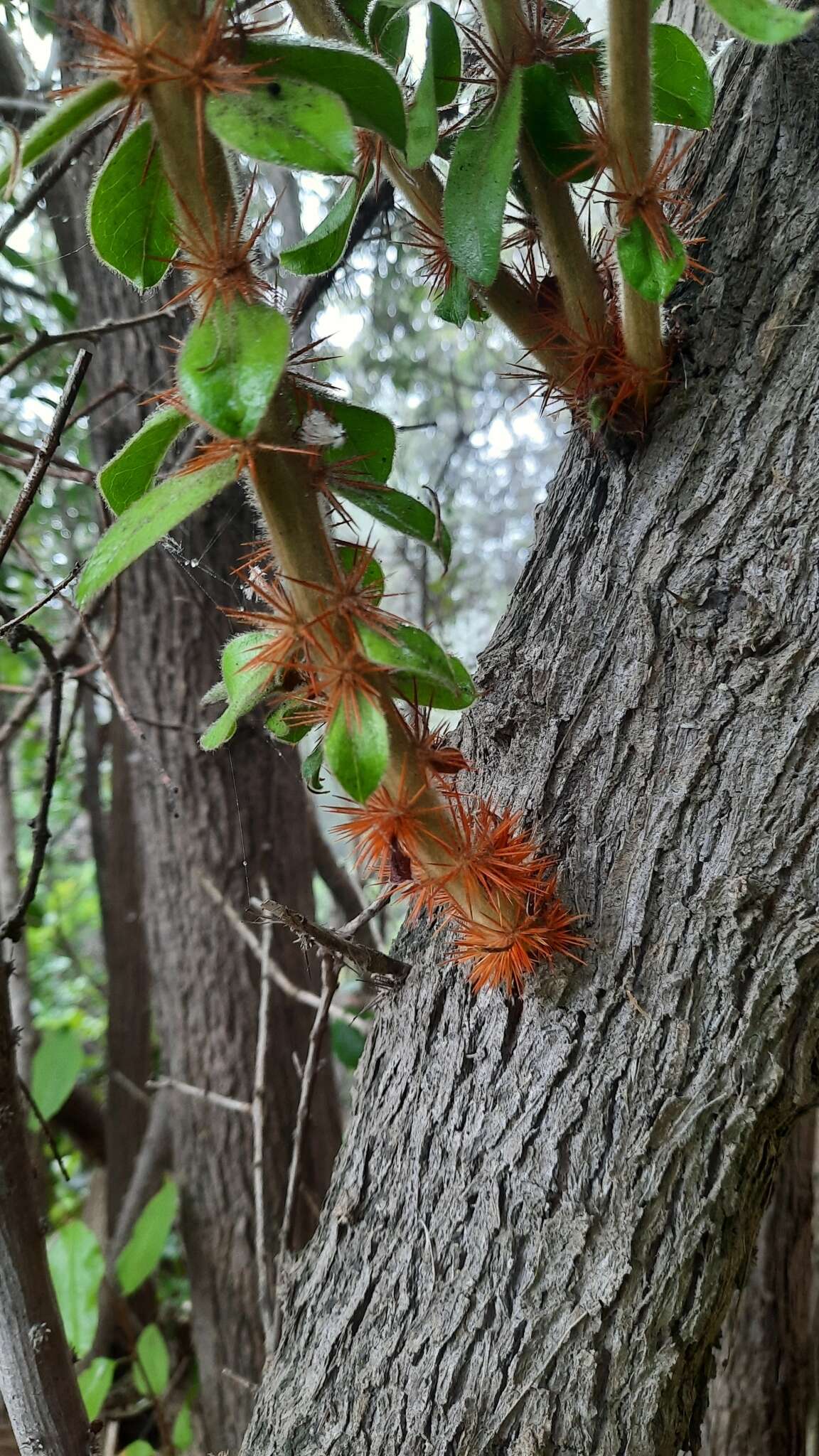 Image of <i>Archidasyphyllum excelsum</i>