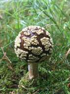 Image of Royal Fly Agaric