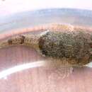 Image of Black Sea Tadpole-goby