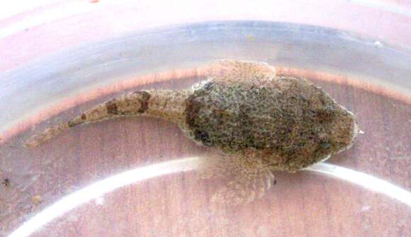 Image of Black Sea Tadpole-goby