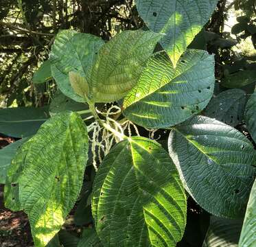 Image of Myriocarpa longipes Liebm.