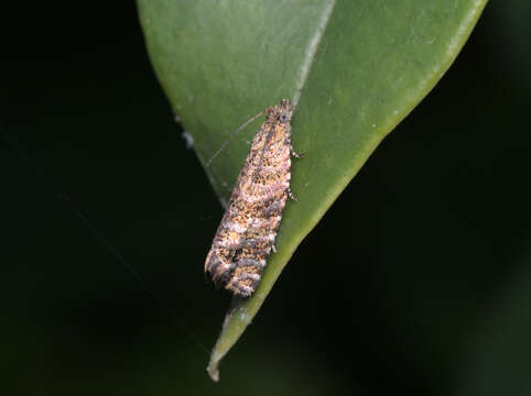 Image of Isochorista panaeolana Meyrick 1881