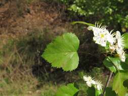 Image of Copenhagen hawthorn