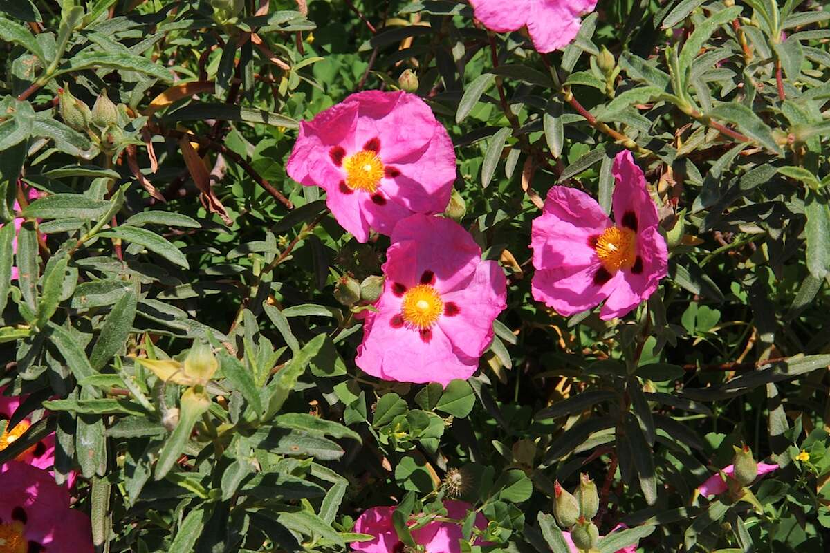 Image of Cistus × purpureus