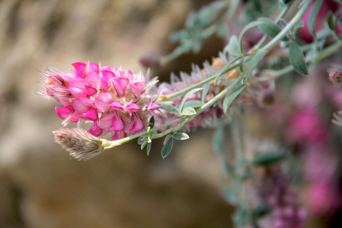 Image of Ebenus cretica L.