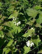 Image of white deadnettle