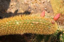 صورة Cleistocactus winteri D. R. Hunt