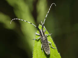 Image of Agapanthia (Epoptes) villosoviridescens (Degeer 1775)