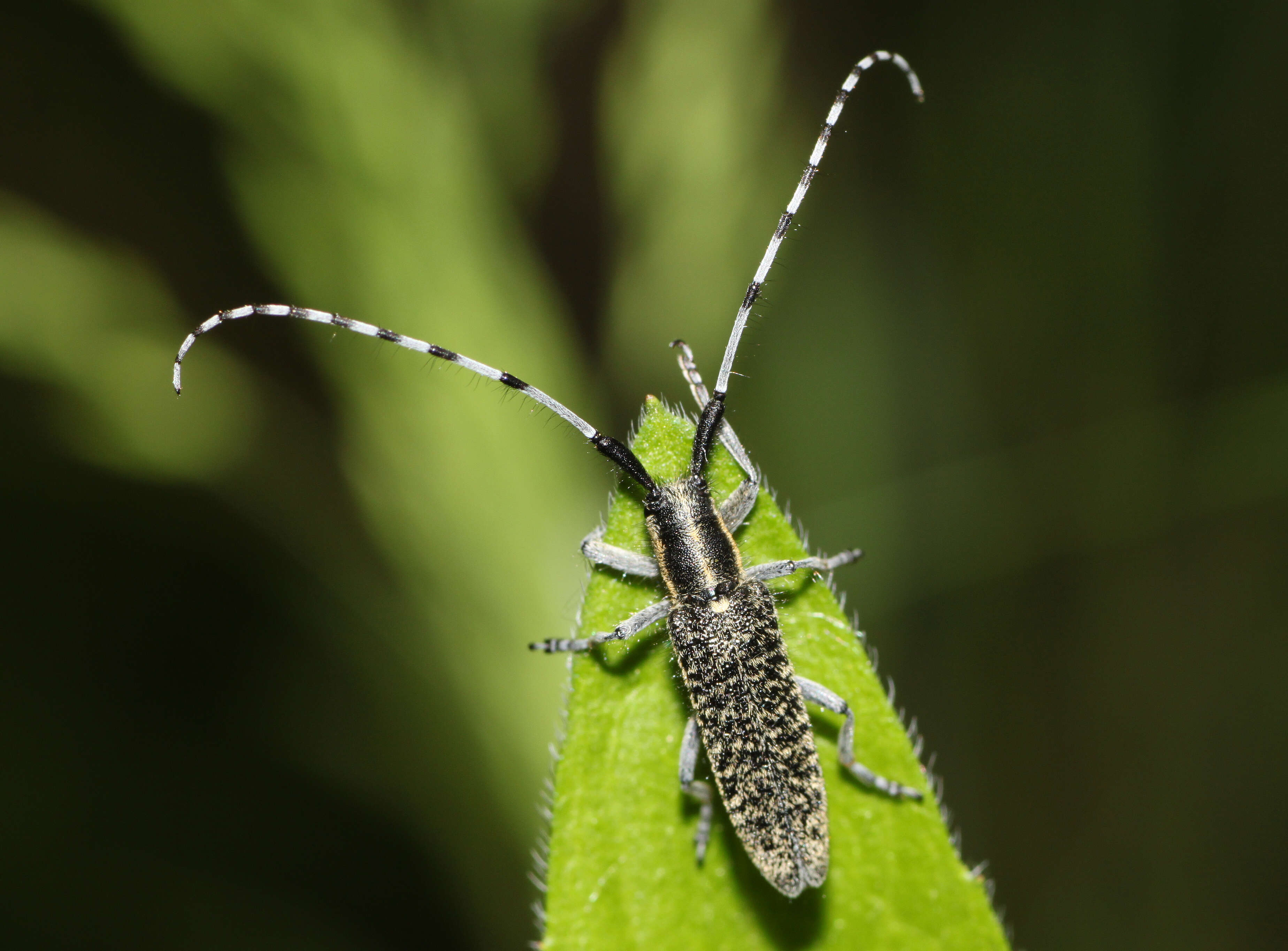 Image of Agapanthia (Epoptes) villosoviridescens (Degeer 1775)