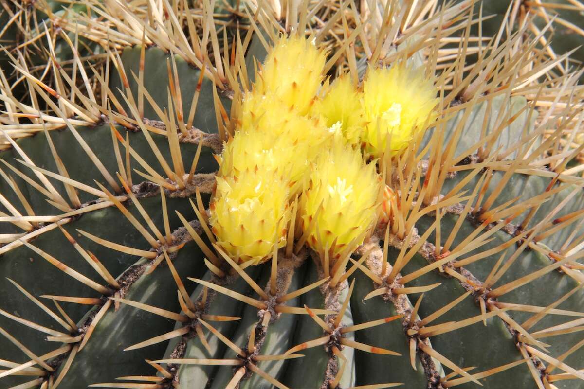 Ferocactus glaucescens (DC.) Britton & Rose resmi