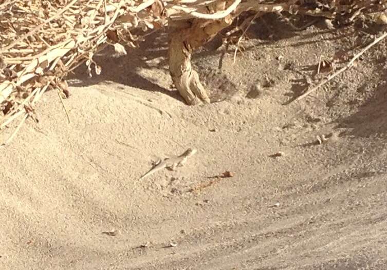 Image of Coachella Valley Fringe-toed Lizard