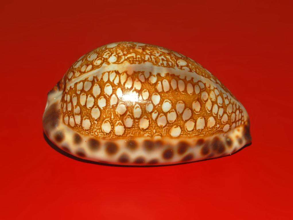 Image of harlequin cowrie