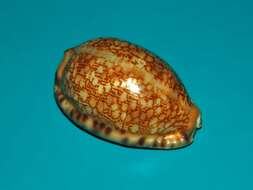 Image of harlequin cowrie