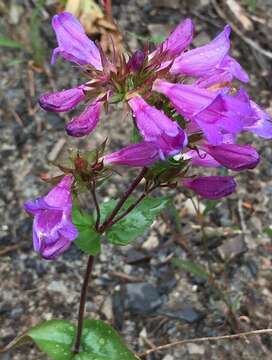 Image of serrulate penstemon