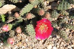 Image of Brittle Cactus