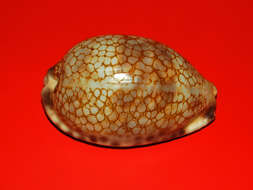 Image of harlequin cowrie