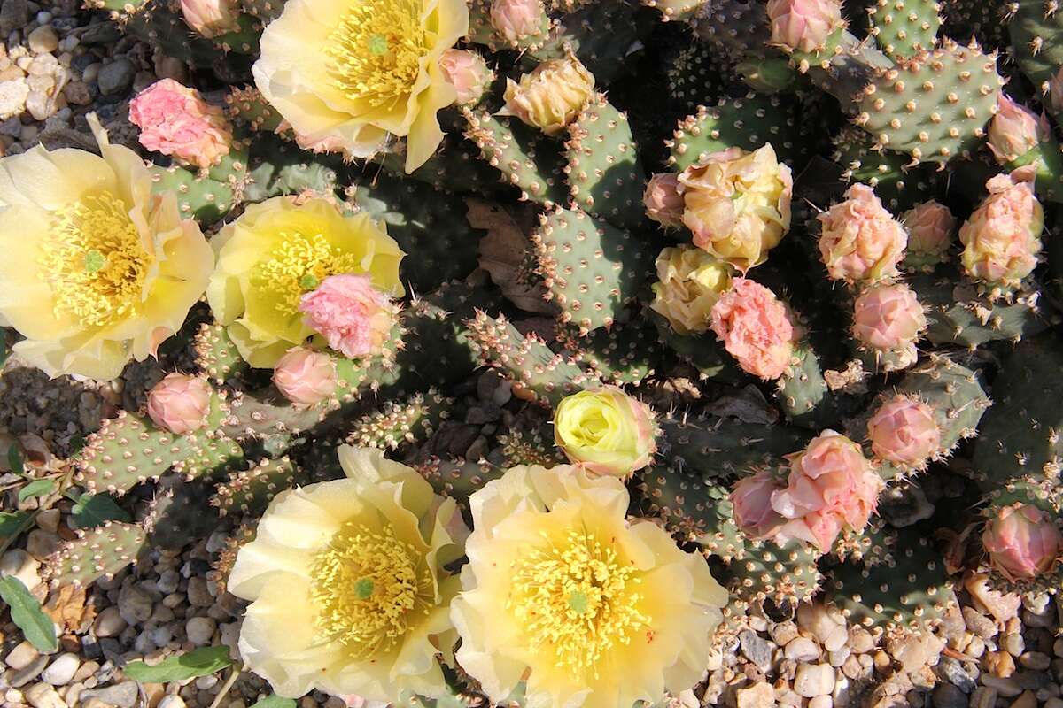 Opuntia fragilis (Nutt.) Haw. resmi