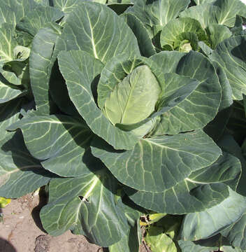 Image of white cabbage