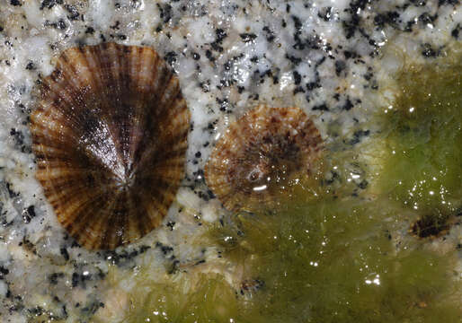 Image of Mediterranean limpet