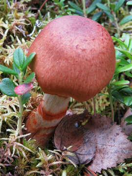 Image of Cortinarius armillatus (Fr.) Fr. 1838