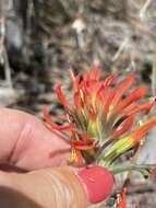 Image of Castilleja martini var. clokeyi