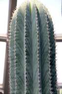 Image of Cardón Cactus