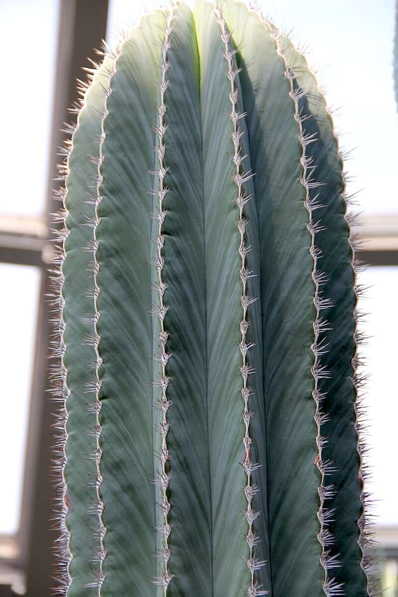 Image of Pachycereus pringlei (S. Watson) Britton & Rose