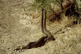 Image of Mohave Rattlesnake