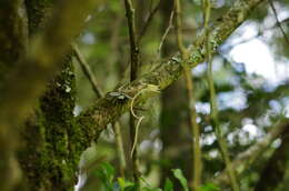 Image of Aerangis punctata J. Stewart