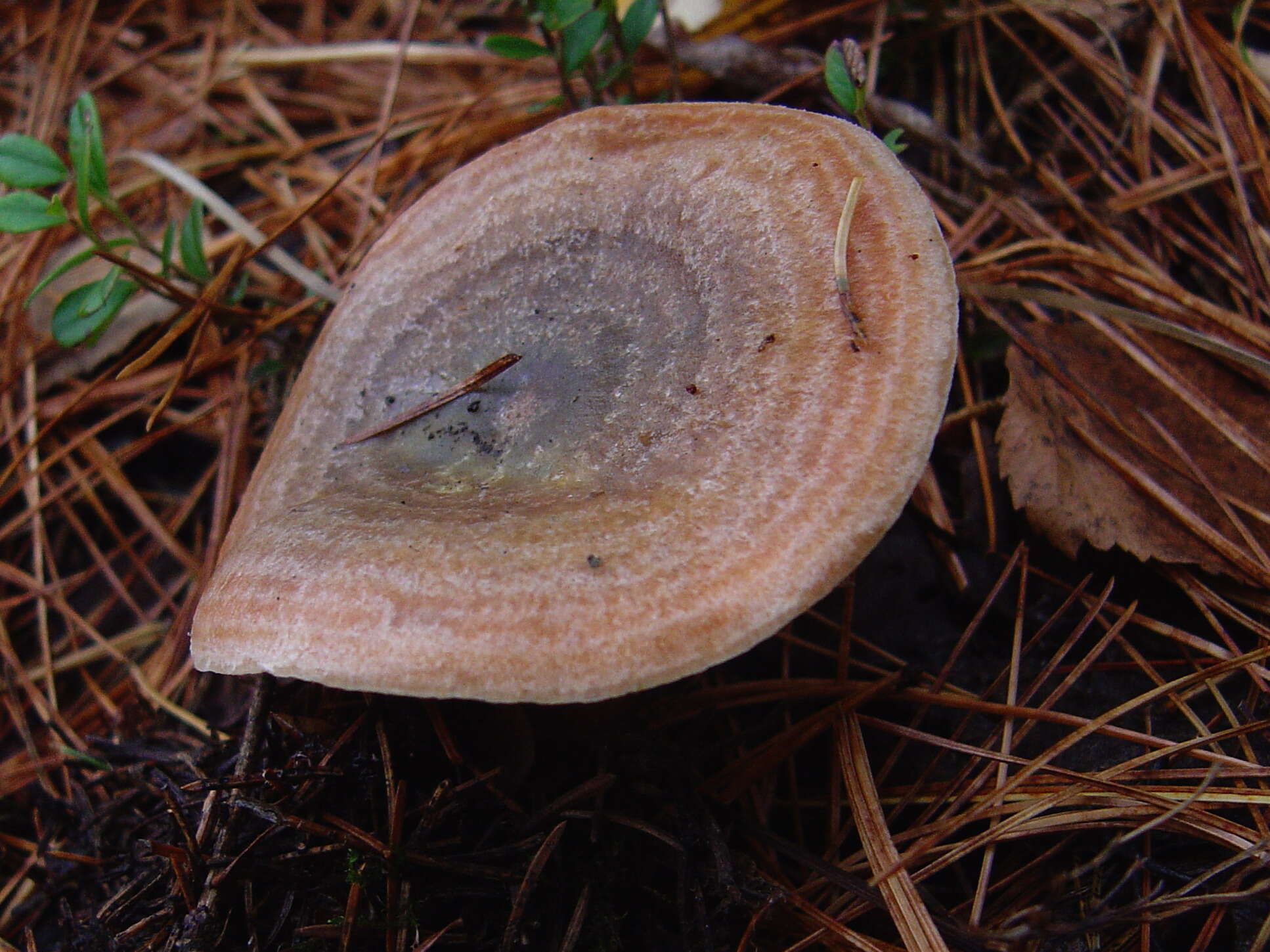 Image of Lactarius quieticolor Romagn. 1958