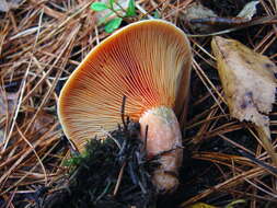 Image of Lactarius quieticolor Romagn. 1958