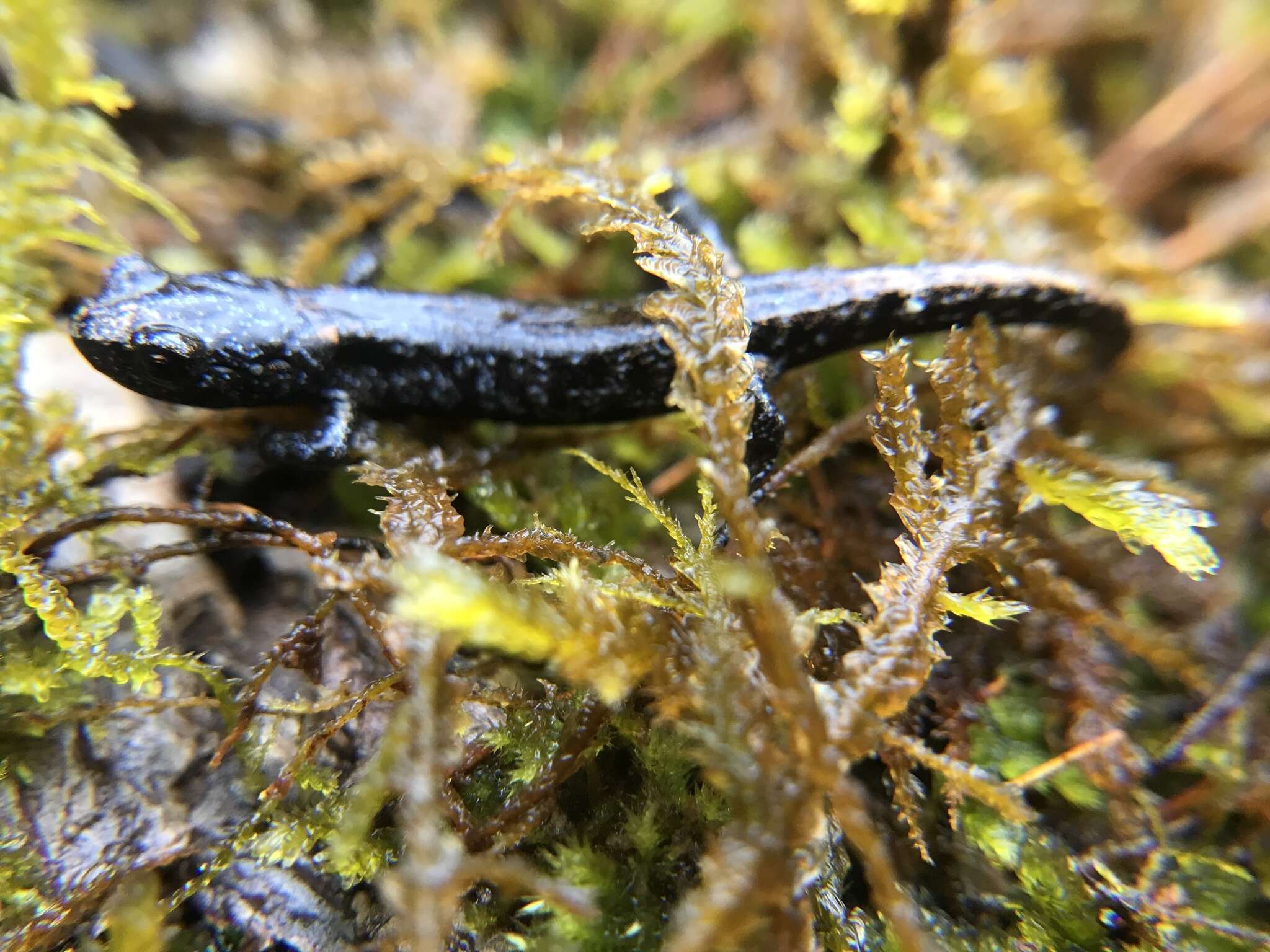 Image of Wandering Salamander