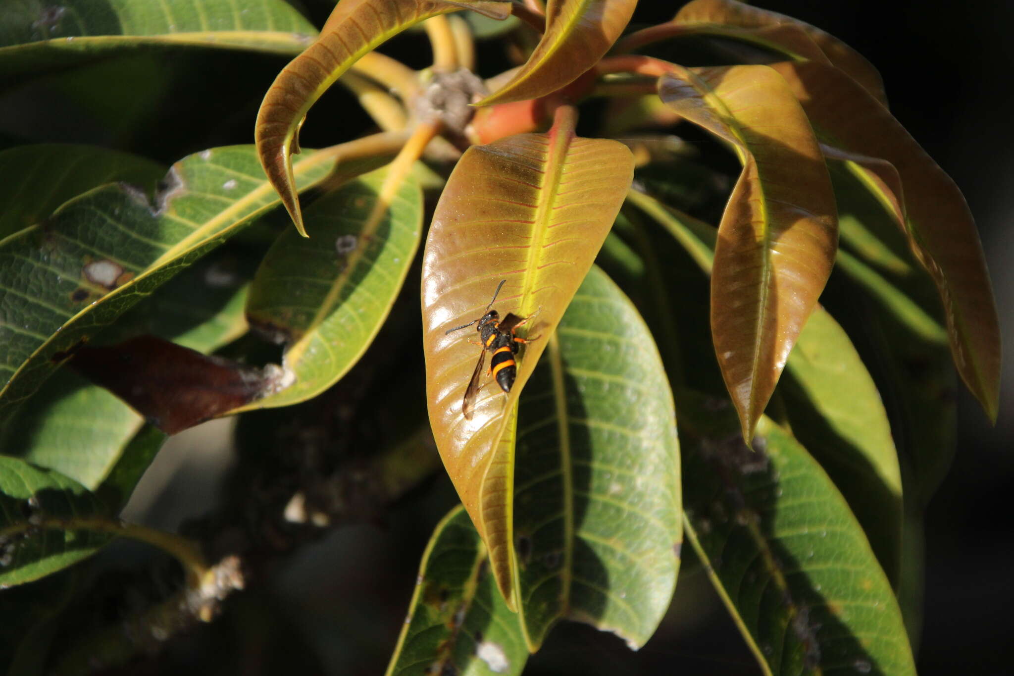 Image of Ancistrocerus fortunatus Blüthgen 1954