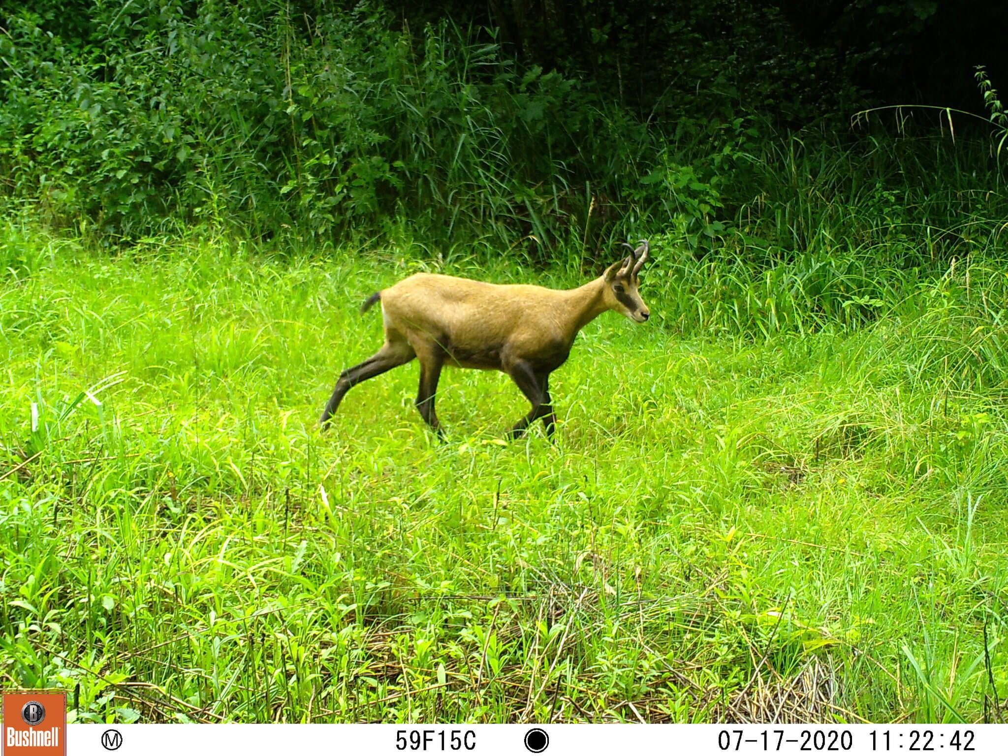 Image of Rupicapra rupicapra rupicapra (Linnaeus 1758)