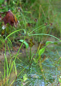 Image of Cyperus orthostachyus Franch. & Sav.