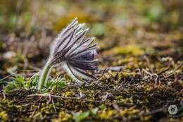 Image of Pulsatilla pratensis subsp. hungarica Soó