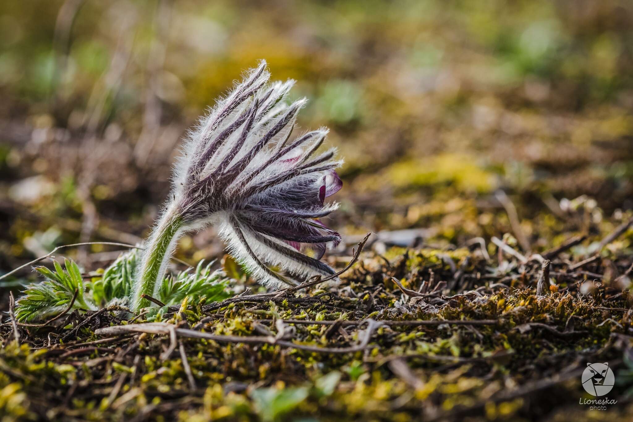 Imagem de Pulsatilla pratensis subsp. hungarica Soó