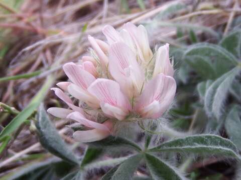 Trifolium andersonii subsp. andersonii的圖片